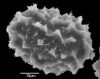 image of Elaphoglossum crassifolium