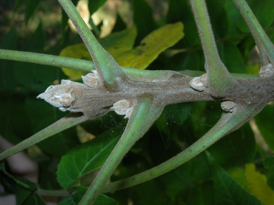 Juglandaceae Juglans nigra