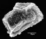 image of Elaphoglossum burchellii