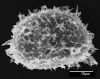 image of Elaphoglossum cardenasii