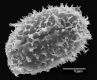 image of Elaphoglossum cardenasii