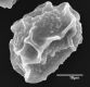 image of Elaphoglossum casanense