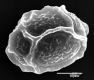 image of Elaphoglossum casanense