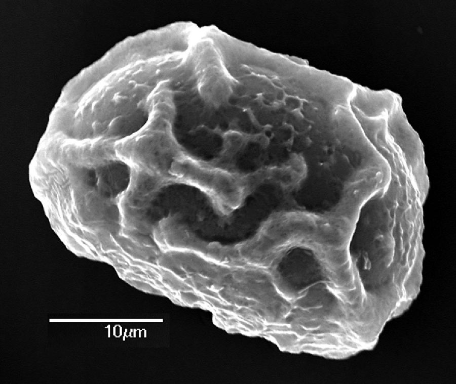 Dryopteridaceae Elaphoglossum casanense