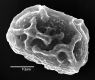 image of Elaphoglossum casanense
