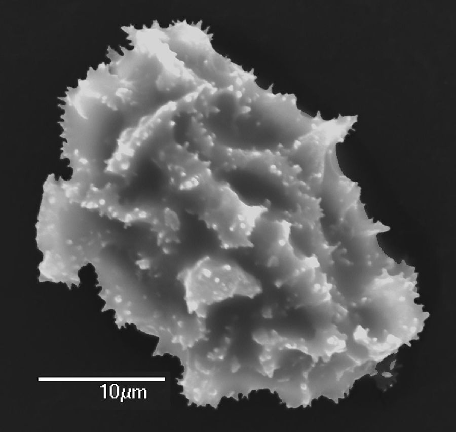 Dryopteridaceae Elaphoglossum cismense