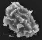 image of Elaphoglossum cismense