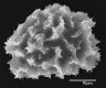 image of Elaphoglossum cismense