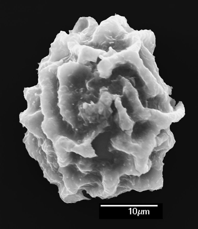 Dryopteridaceae Elaphoglossum cocosense