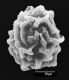image of Elaphoglossum cocosense
