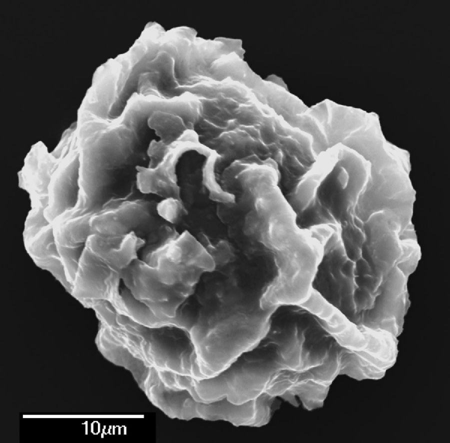 Dryopteridaceae Elaphoglossum cocosense