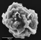 image of Elaphoglossum cocosense