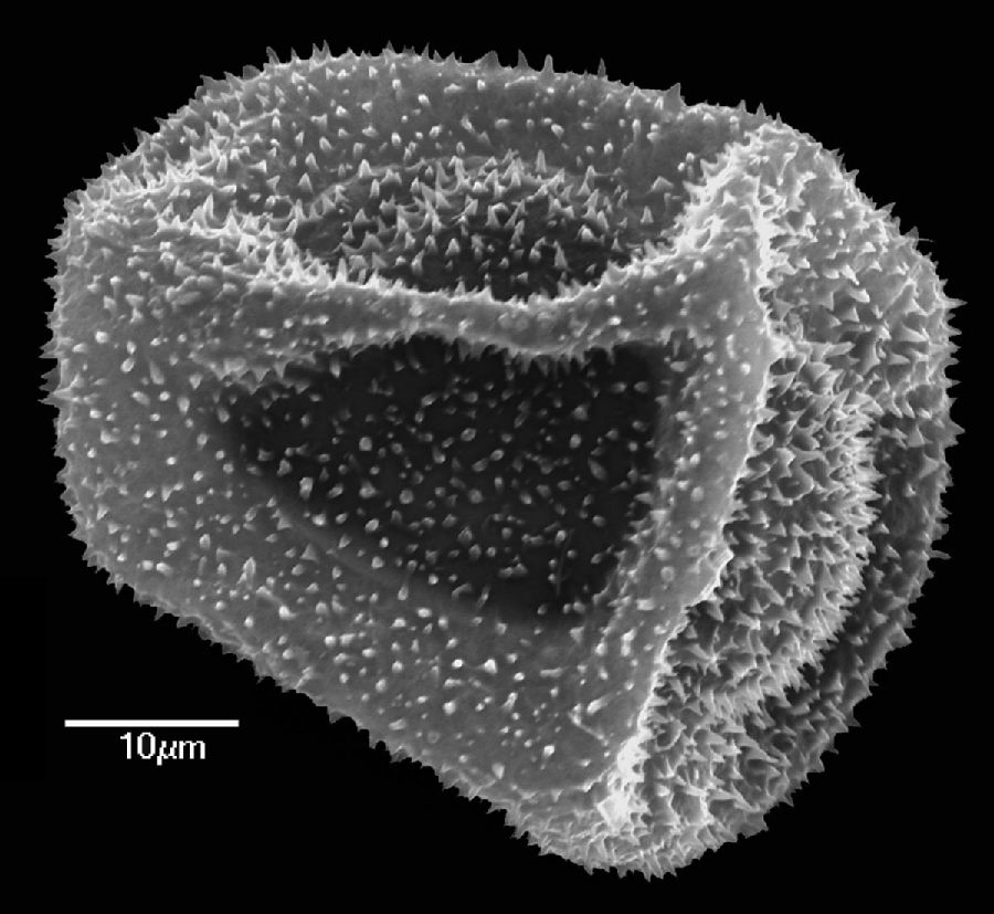 Dryopteridaceae Elaphoglossum concinnum