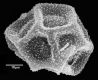 image of Elaphoglossum concinnum