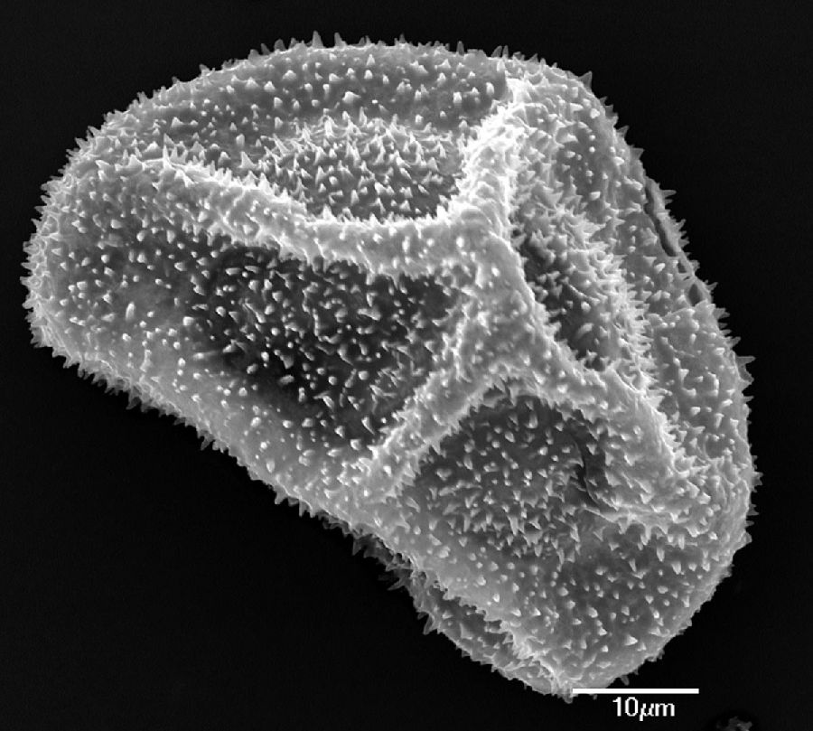 Dryopteridaceae Elaphoglossum concinnum