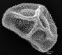 image of Elaphoglossum concinnum