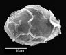 image of Elaphoglossum crispipaleacea