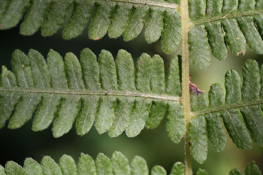 Thelypteridaceae Amauropelta novaboracensis