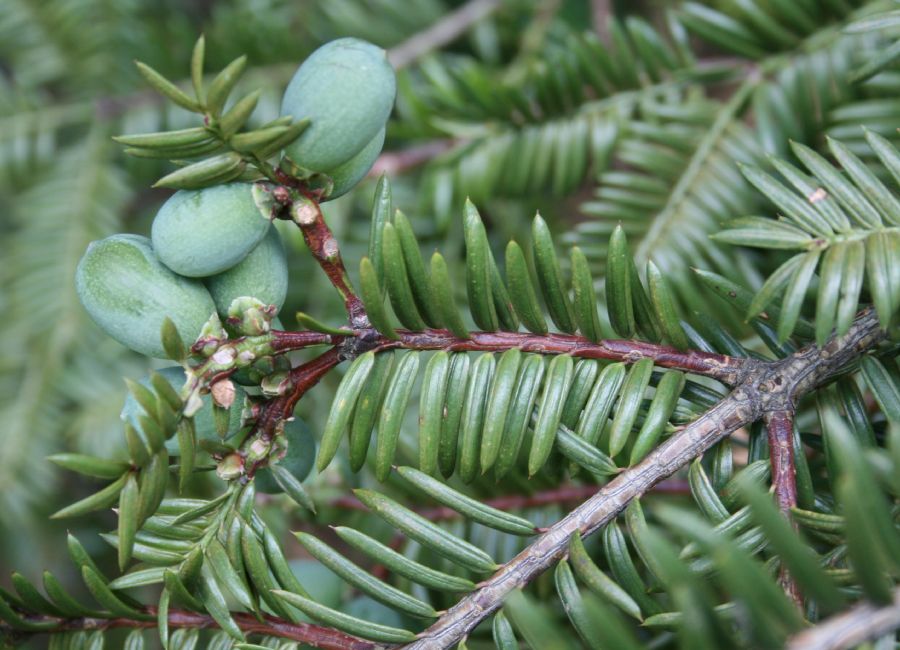 Taxaceae Torreya nucifera