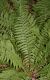 image of Dryopteris filix-mas