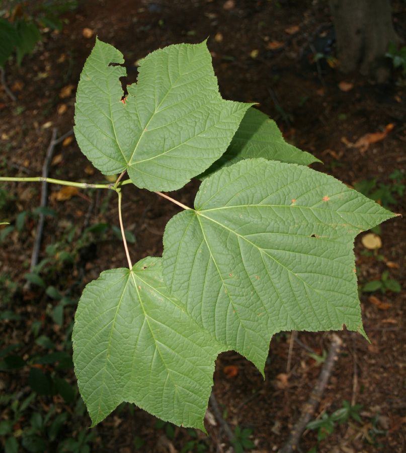 Aceraceae Acer pensylvanicum