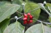 image of Cornus florida