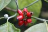 image of Cornus florida