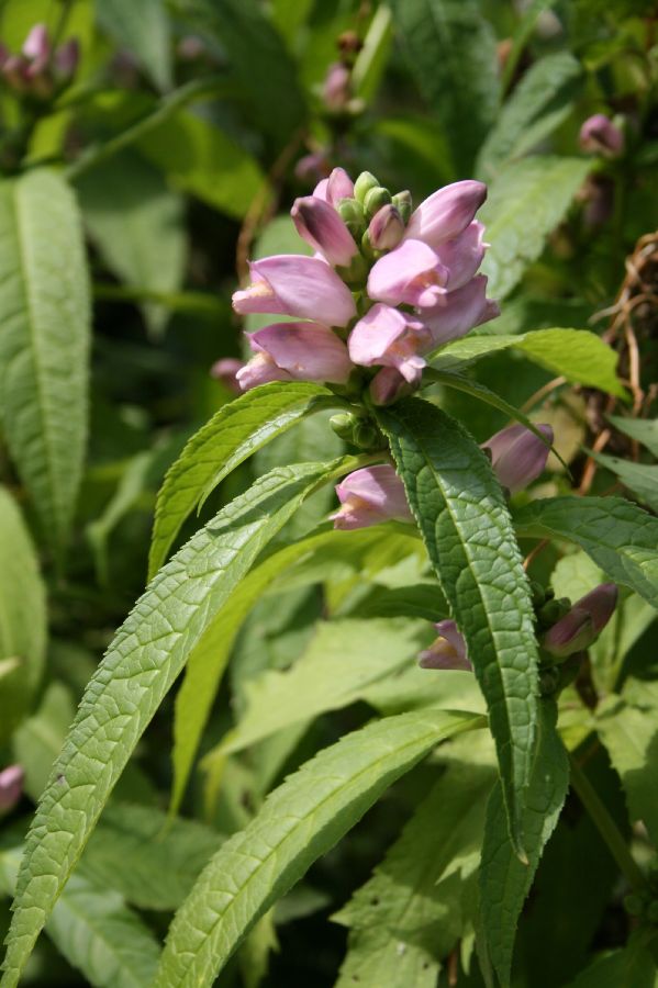 Plantaginaceae Chelone obliqua