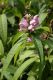image of Chelone obliqua