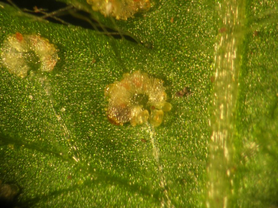 Thelypteridaceae Amauropelta novaboracensis