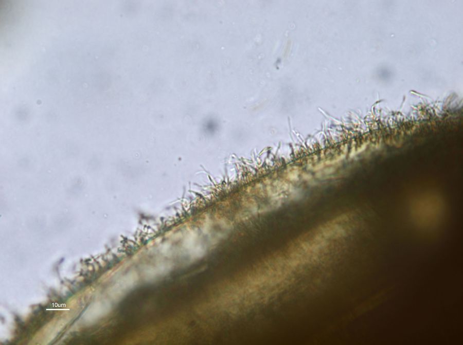 Blechnaceae Anchistea virginica
