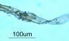 image of Schizaea pusilla