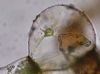 image of Schizaea pusilla