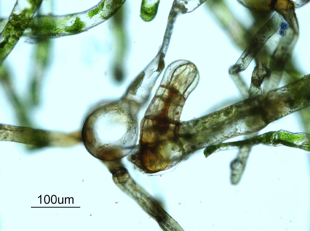 Schizaeaceae Schizaea pusilla