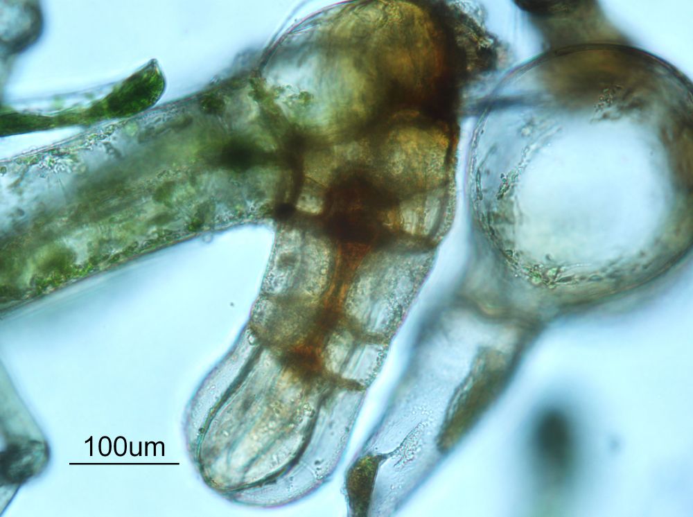 Schizaeaceae Schizaea pusilla