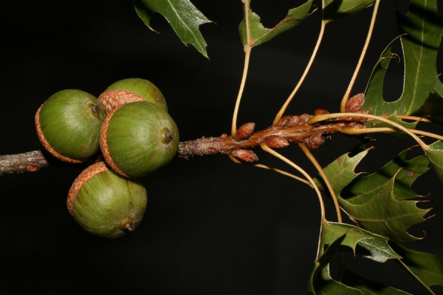 Fagaceae Quercus palustris