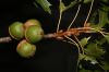 image of Quercus palustris