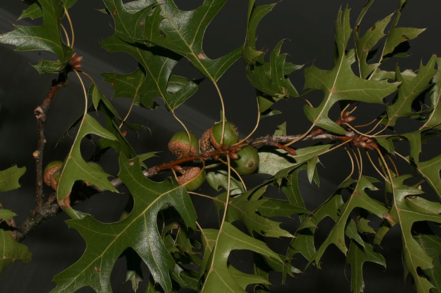 Fagaceae Quercus palustris