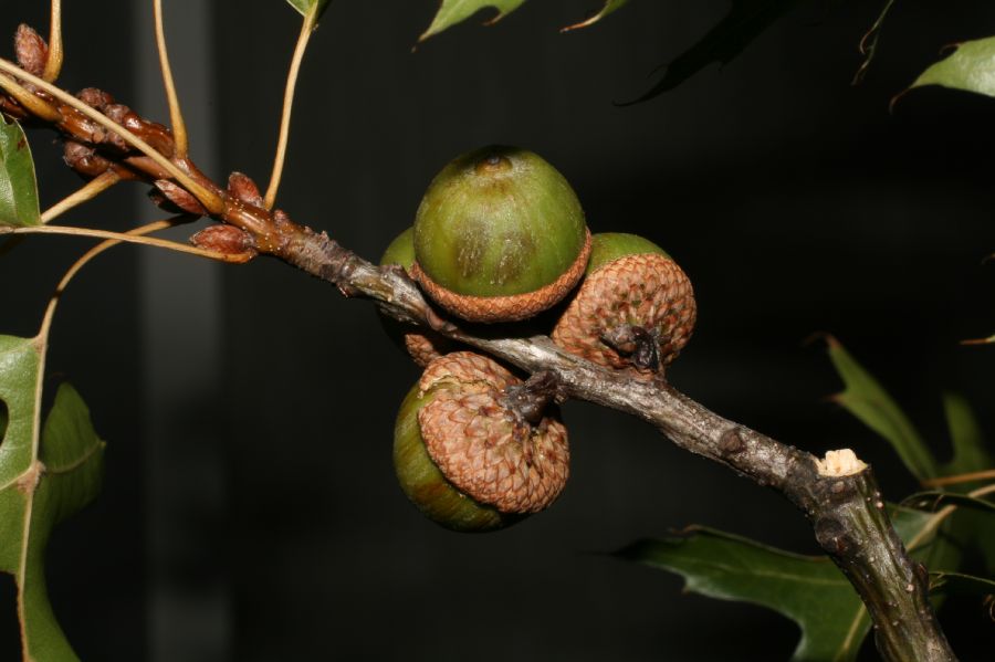 Fagaceae Quercus palustris