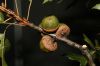 image of Quercus palustris