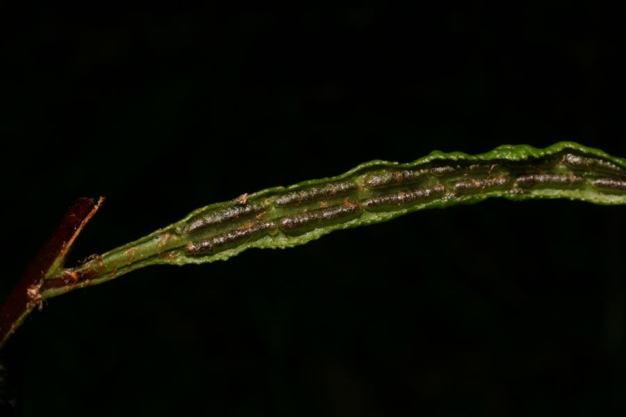 Blechnaceae Lorinseria areolata