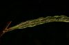 image of Lorinseria areolata