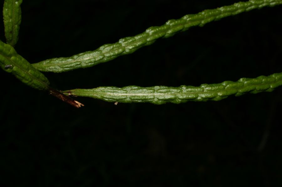 Blechnaceae Lorinseria areolata