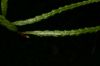 image of Lorinseria areolata