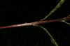 image of Lorinseria areolata