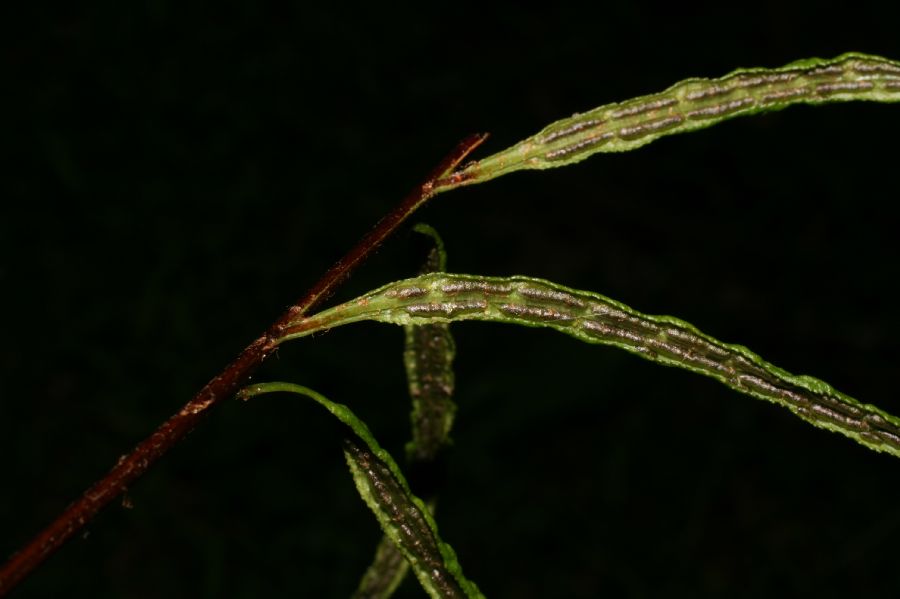Blechnaceae Lorinseria areolata