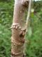 image of Aralia spinosa
