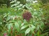 image of Aralia spinosa