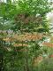 image of Aralia spinosa