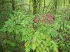 image of Aralia spinosa